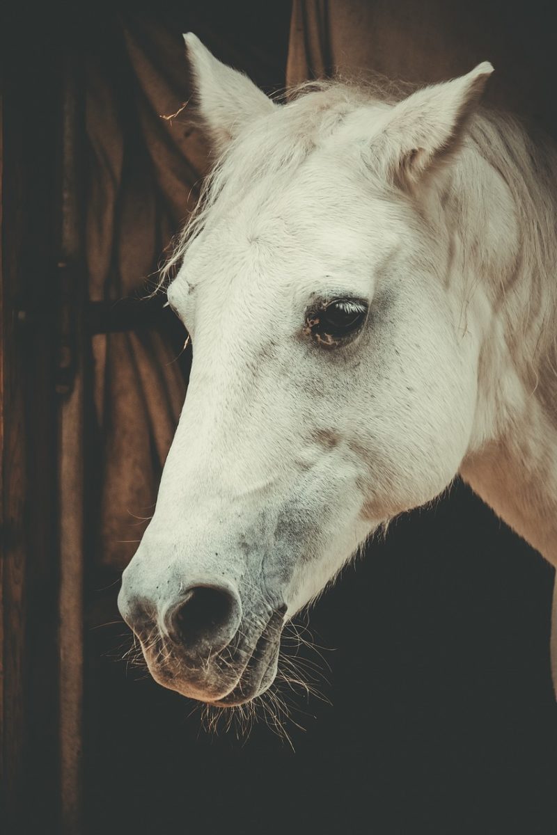 horse, mould, nature, horse head, pferdeportrait, animal, white, horse stable, wildlife
