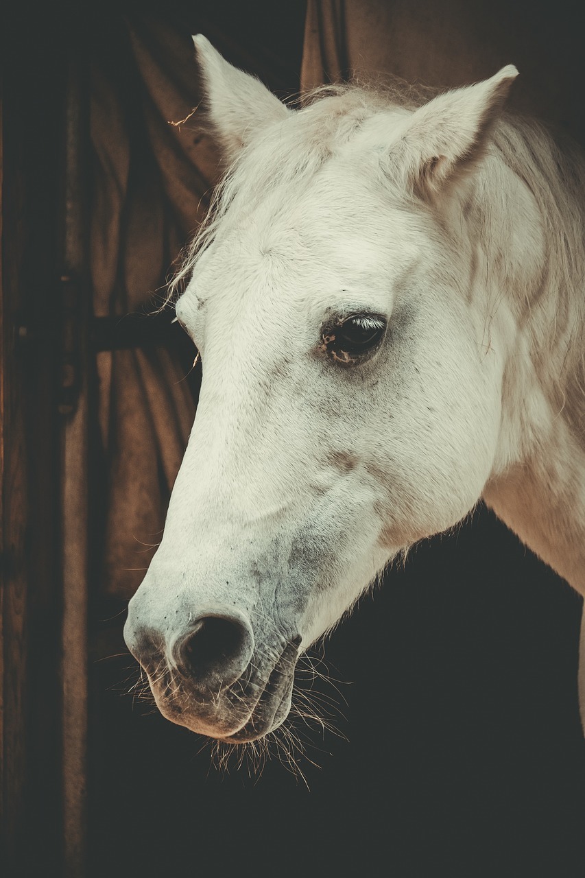 horse, mould, nature, horse head, pferdeportrait, animal, white, horse stable, wildlife