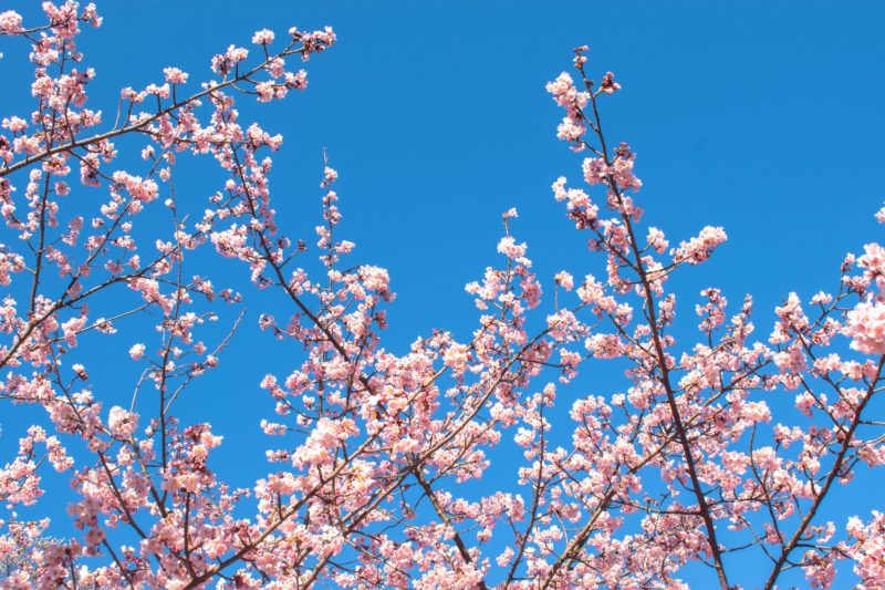 Beautiful cherry blossom branches against a clear blue sky in Shinjuku City, Tokyo.