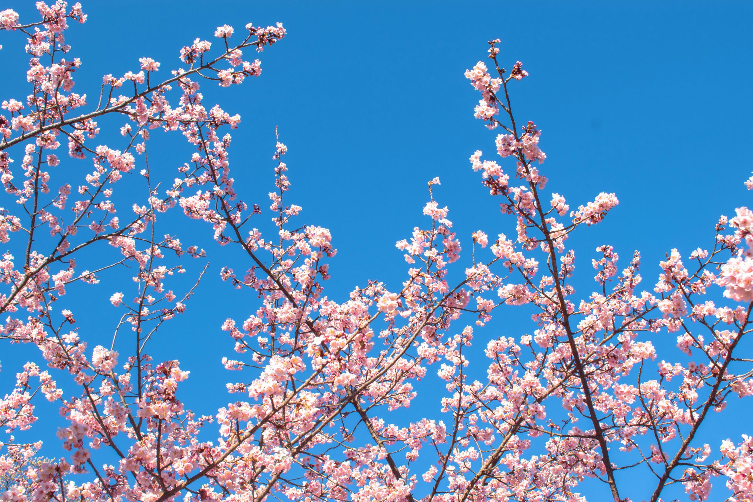 Beautiful cherry blossom branches against a clear blue sky in Shinjuku City, Tokyo.
